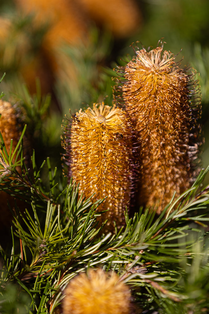 A close-up shot of two golden-brown Banksia flowers with spiky petals and thin, wiry stamens. The flowers are surrounded by sharp, green pine needles. A small bee is visible on the left flower.