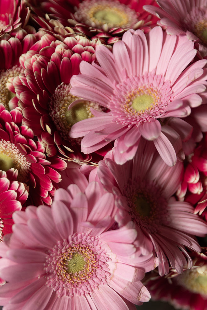 A close-up shot of a bouquet of pink and deep red gerbera daisies. The petals are delicate and layered, with the centers of the flowers a soft yellow-green.