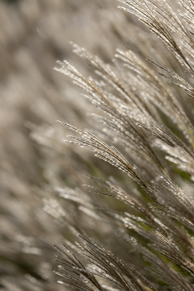 Close-up of tall, feathery grass stalks with a shallow depth of field. The stalks are a light brown and tan color, with some catching the sunlight and appearing bright white.