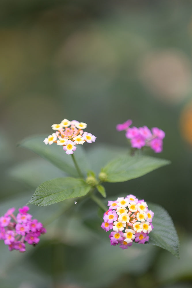 A close-up, shallow depth of field shot shows clusters of small, multi-colored flowers, primarily pink and yellow, with green leaves and a blurred green background.