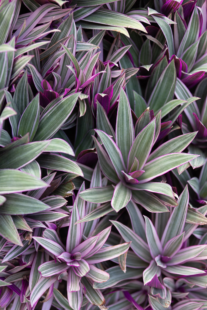 A close-up, overhead view of a dense cluster of Rhoeo spathacea 'Tricolor' leaves, also known as Moses-in-the-cradle. The leaves are lance-shaped with green centers, white stripes, and vibrant purple undersides and edges.