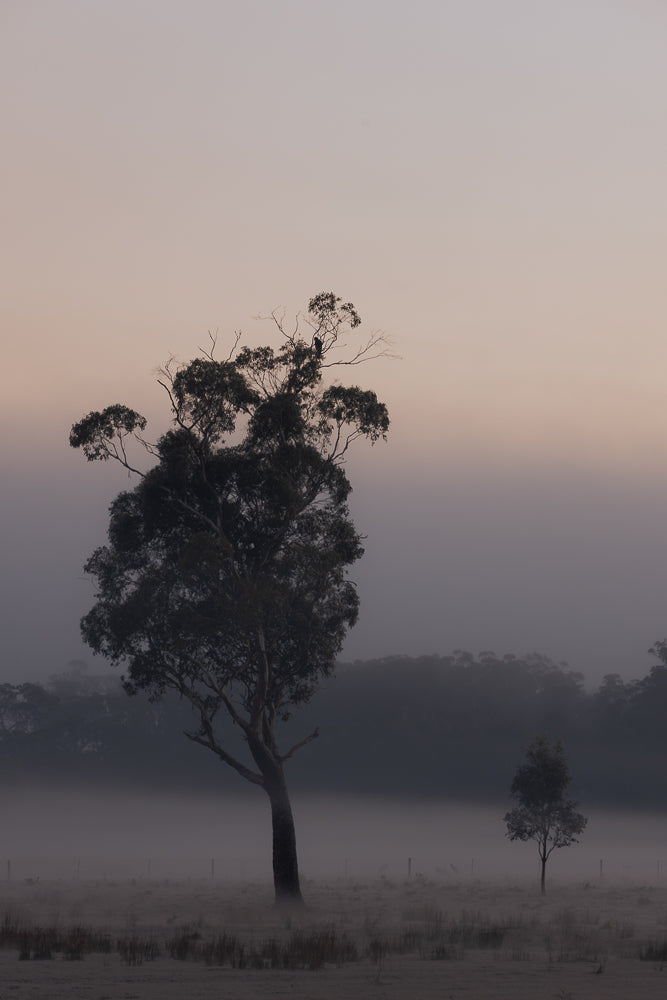 A lone bird perches on a bare branch of a large eucalyptus tree in a misty field at dawn. A smaller tree stands in the distance, silhouetted against the pale sky.
