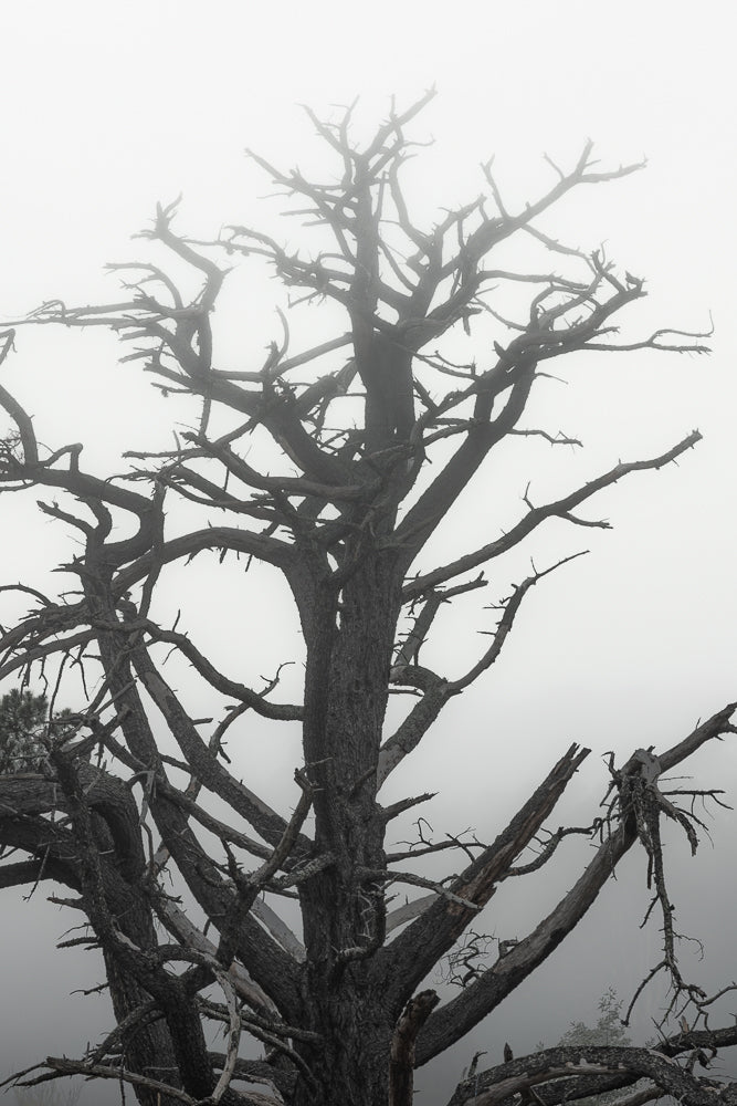 A stark, silhouetted dead tree with gnarled branches reaching into a foggy, white sky. The textured bark and skeletal form create a dramatic, almost haunting, natural scene.