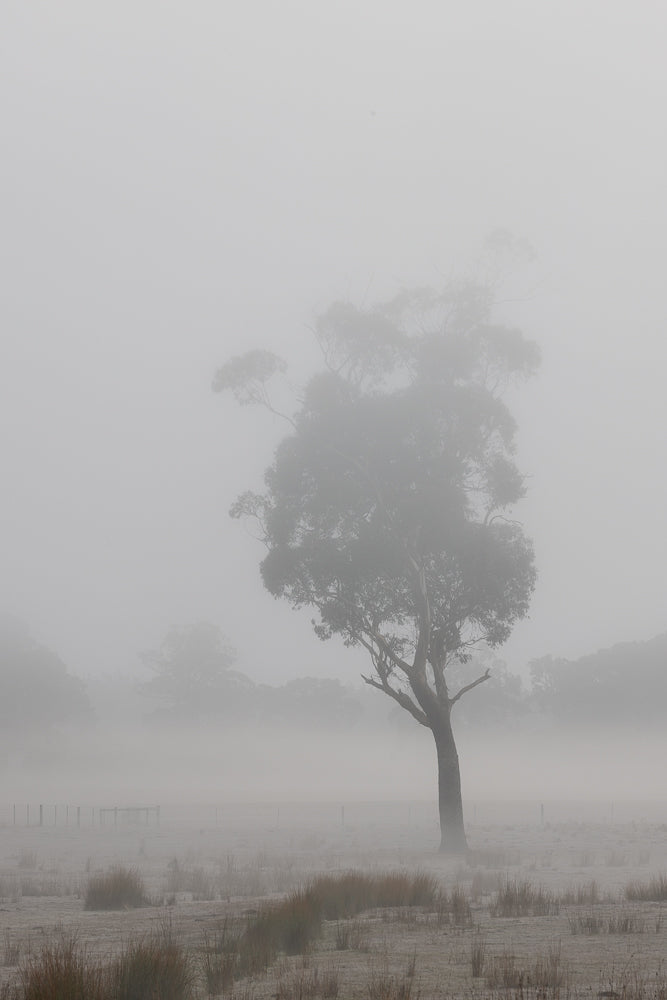 A lone eucalyptus tree stands silhouetted against a thick, white fog in a field. The ground is covered in frost and sparse, dry grass. A fence is visible in the distance, also partially obscured by the mist.