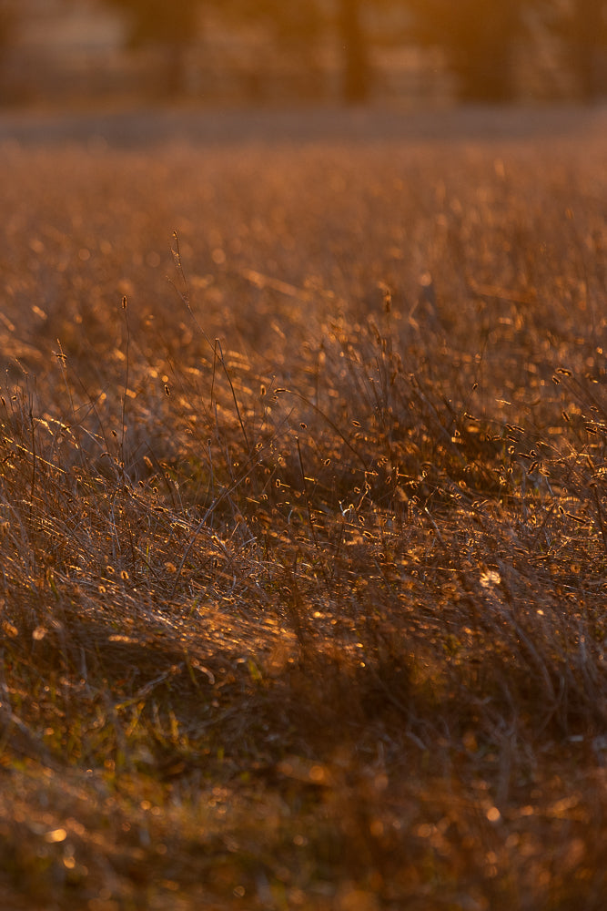 A close-up, low-angle shot of dry grass and seed heads illuminated by the warm, golden light of sunset. The background is softly blurred, creating a bokeh effect with out-of-focus circles of light.