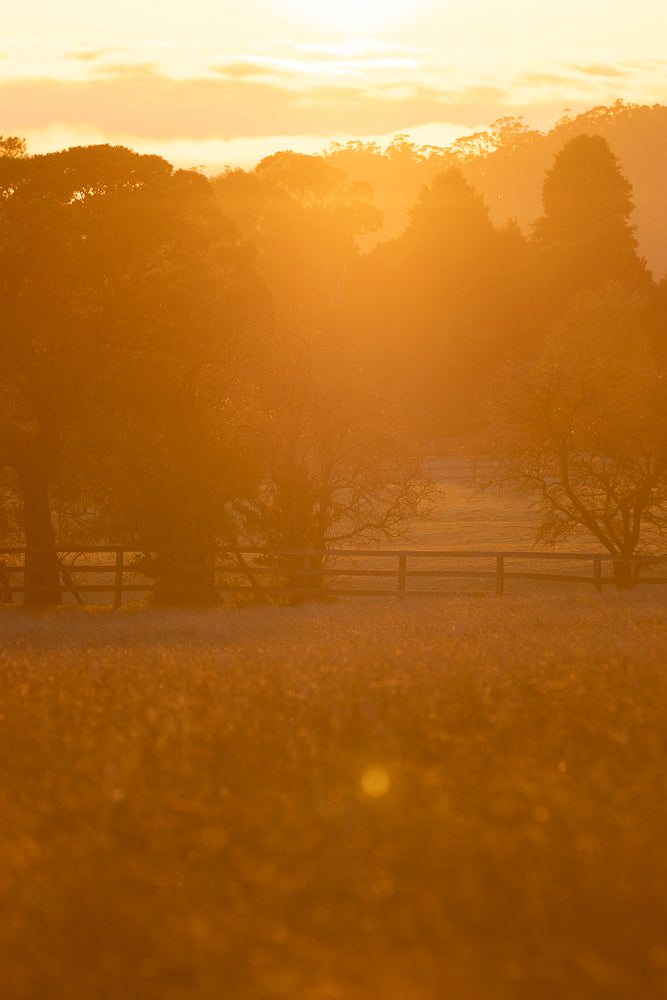 A golden sunrise bathes a rural landscape in warm light. Silhouetted trees and a wooden fence stand against rolling hills, with a field of grass in the foreground.