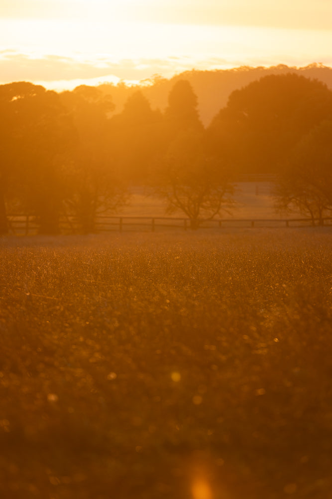 A golden sunset bathes a field and trees in warm light. A fence runs horizontally across the middle ground, separating the field from the trees and hills beyond.