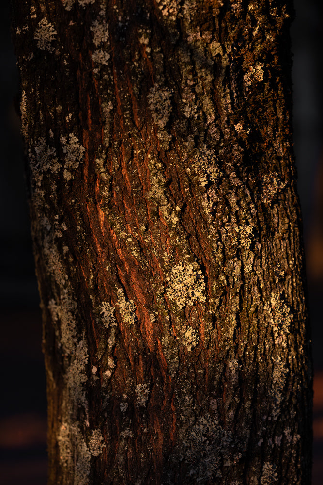 Close-up of tree bark with deep grooves and patches of light-colored lichen. The bark is dark brown with streaks of reddish-orange, illuminated by warm, golden light that highlights the textured surface.