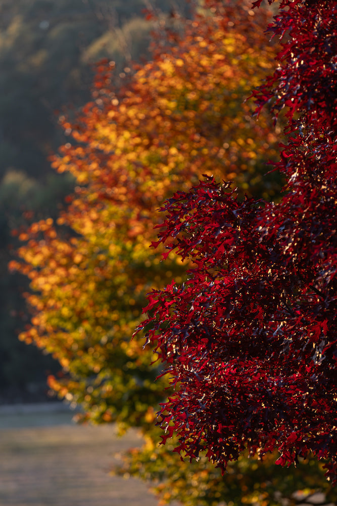 Close-up of deep red oak leaves in the foreground, with a blurred background of yellow and orange autumn foliage. The sunlight catches the edges of the red leaves, highlighting their texture and shape.