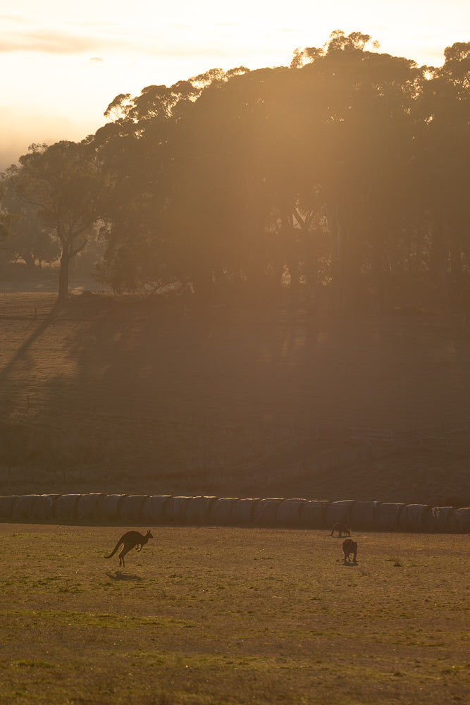 Three kangaroos are grazing in a field at sunrise. The sun is low on the horizon, casting long shadows across the grass. A layer of mist hangs in the air, creating a soft, hazy effect.