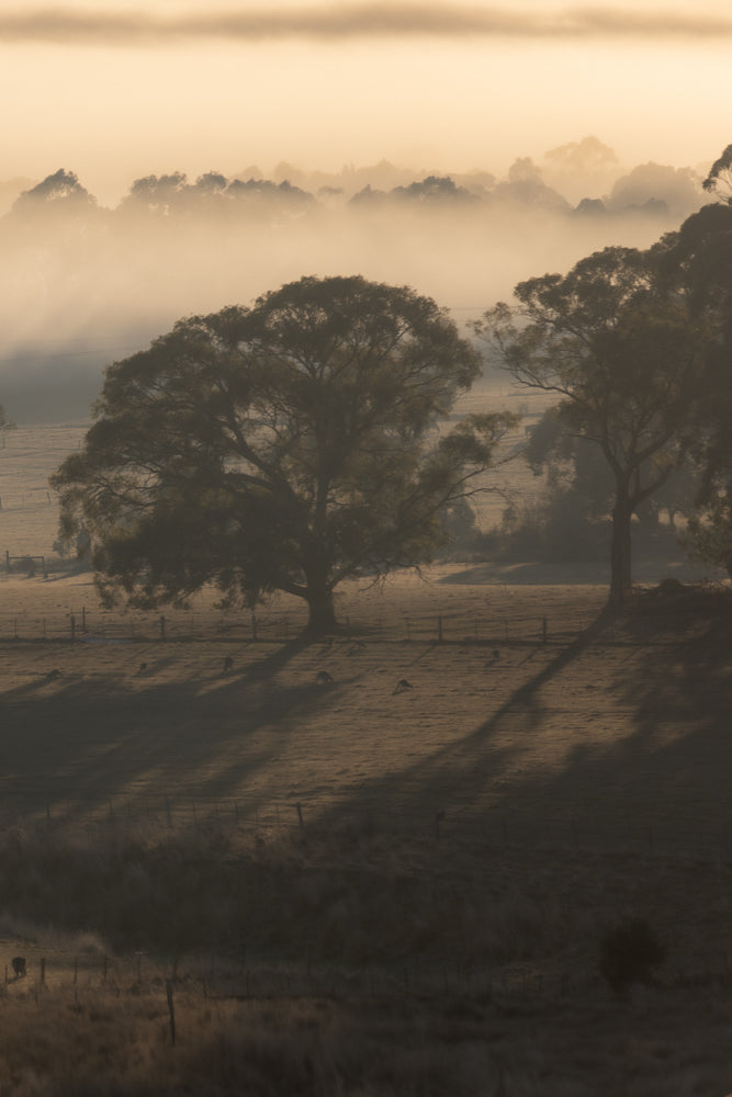 Eucalyptus trees and farm in golden light during a foggy sunrise