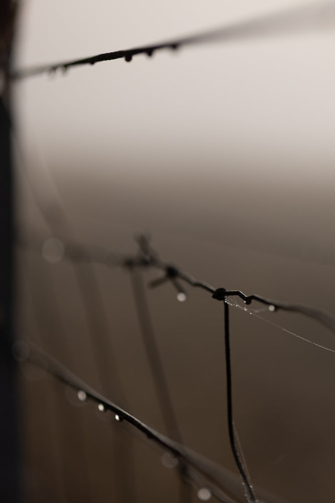 Close-up of barbed wire with water droplets clinging to it. A faint spiderweb is also visible, catching the light.