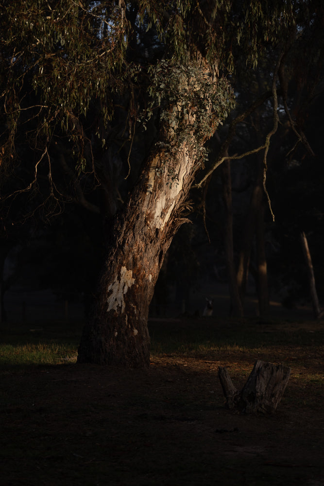A large eucalyptus tree with peeling bark stands in a dark forest. The tree is illuminated by a shaft of light, highlighting its textured trunk and branches. A small stump sits in the foreground.