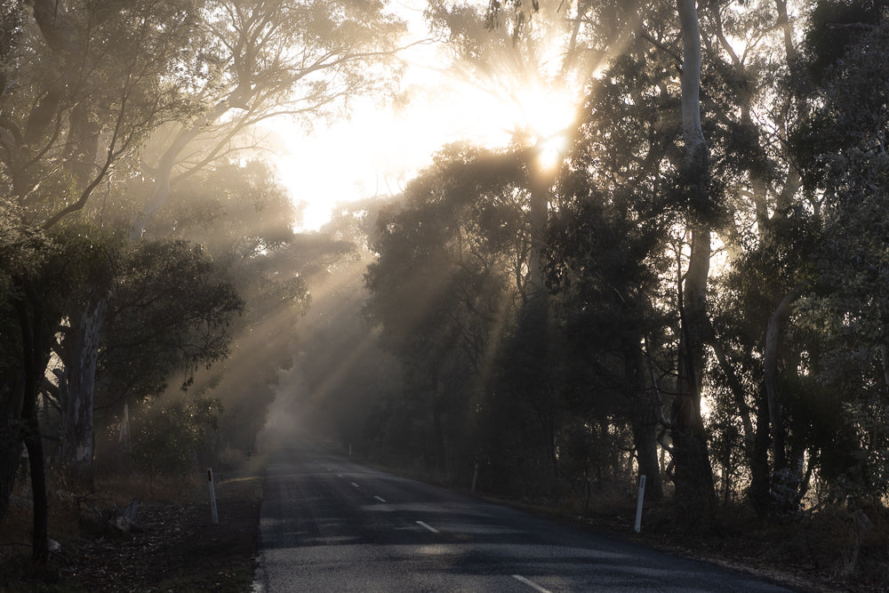 A winding road through a misty forest with sunbeams piercing through the trees. The sun is low in the sky, creating a dramatic and ethereal atmosphere.