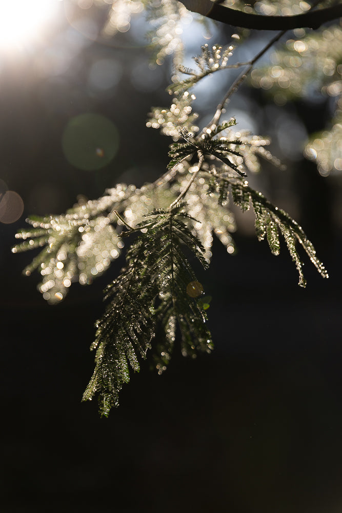 A close-up shot of a pine branch covered in dew drops, backlit by the sun, creating a bokeh effect.