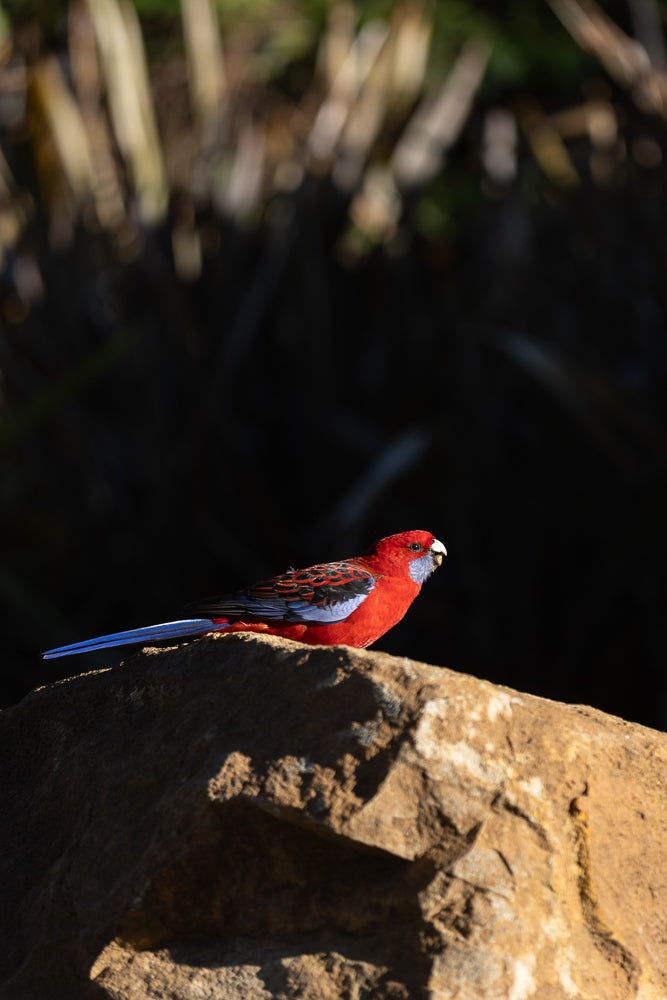 A crimson rosella, a species of parrot native to southeastern Australia, is perched on a rock. The bird is predominantly crimson with blue wings and tail feathers, and a pale blue cheek patch. It is looking to the right, with its beak slightly open.