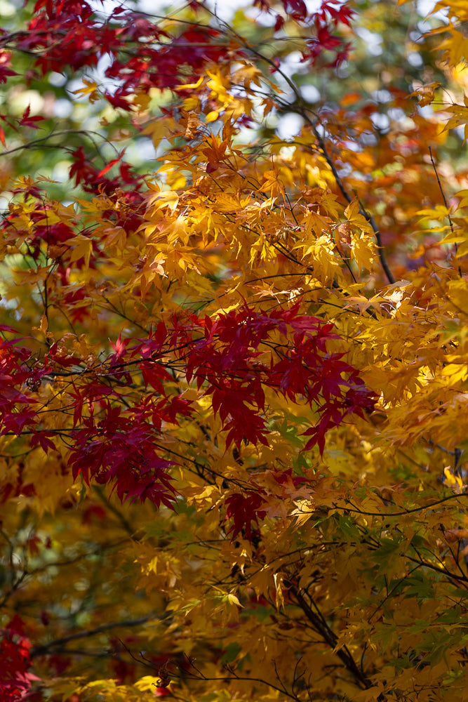 A close-up shot of Japanese maple leaves in autumn. The leaves are a mix of vibrant red and bright yellow, with some green leaves still visible. The branches are dark and thin, creating a contrast with the colorful foliage.