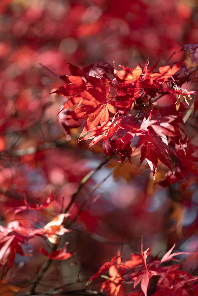 A close-up shot of bright red Japanese maple leaves in autumn. The leaves are detailed and sharp, with some in focus and others softly blurred in the background, creating a bokeh effect.