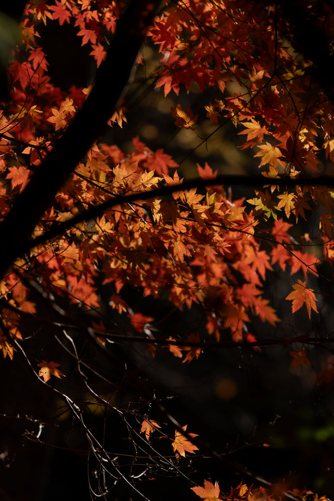 A close-up shot of bright orange and red maple leaves against a dark, blurred background. The leaves are illuminated by sunlight, highlighting their vibrant autumn colors and delicate veins.