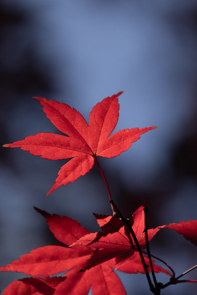 A close-up shot of a bright red Japanese maple leaf, backlit by the sun, with a soft, blurred blue sky in the background. The leaf's delicate veins are visible.