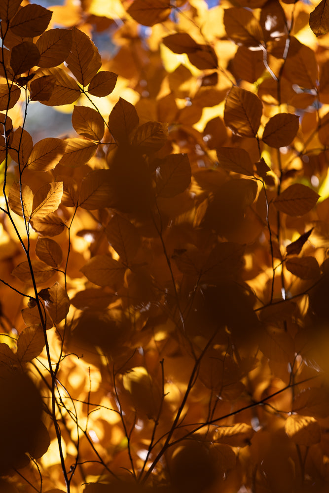 Close-up of backlit autumn leaves in shades of orange and yellow, with dark branches silhouetted against the bright foliage.