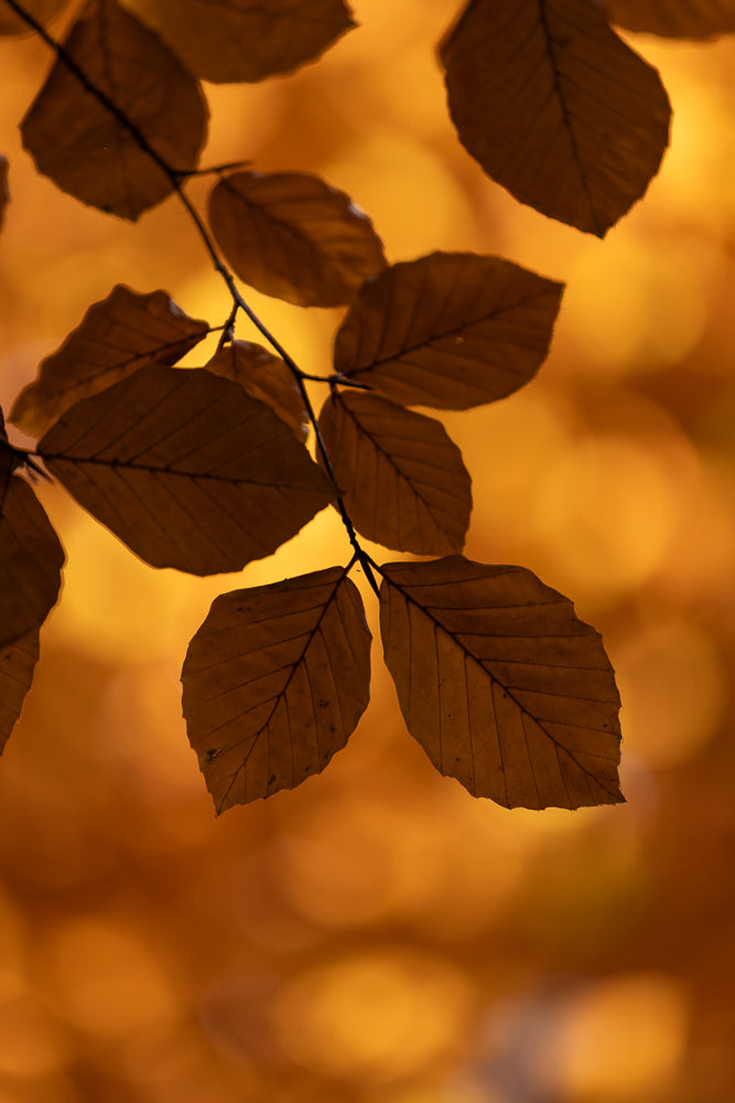 A close-up shot of brown autumn leaves on a branch against a blurred golden-orange background.