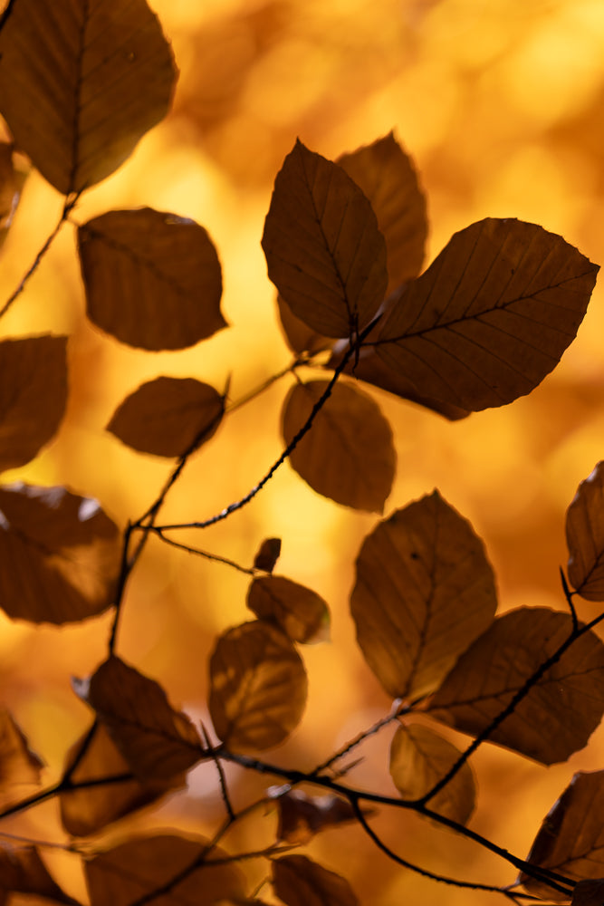A close-up shot of a branch with several brown, dried leaves against a blurred, warm orange background. The leaves show prominent veins and have slightly serrated edges.