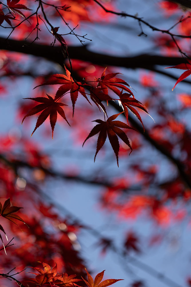 Close-up of vibrant red Japanese maple leaves against a soft blue sky. The leaves are detailed with pointed lobes and serrated edges, some catching the sunlight.