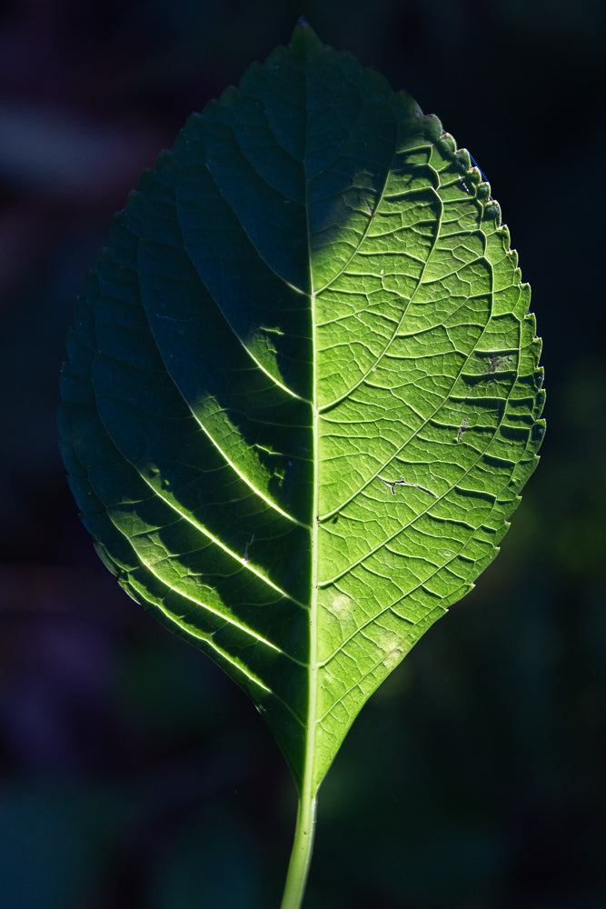 A close-up shot of a green leaf, with sunlight illuminating the right half, highlighting its intricate veins and serrated edge. The left half is in shadow, creating a dramatic contrast.