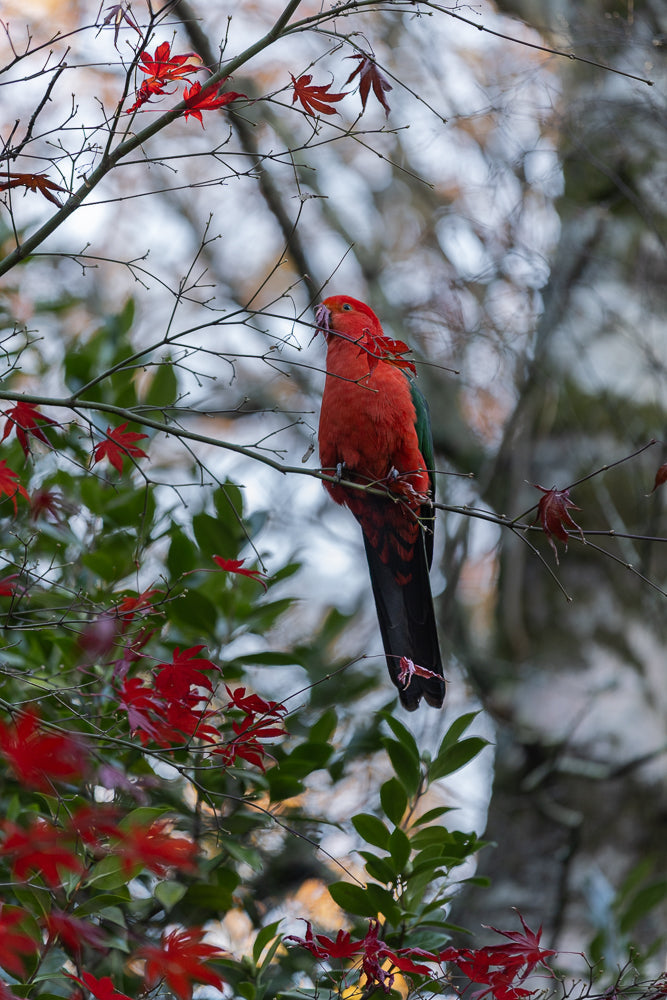 A vibrant red Australian King Parrot perches on a tree branch amidst bright red autumn leaves. The parrot is facing left, with its head tilted slightly upwards, and its beak is touching a small twig with a purple leaf.