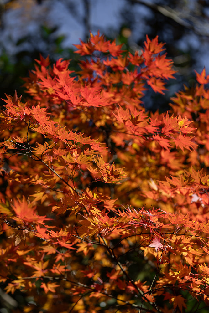 A close-up shot of bright orange maple leaves on a tree branch, with a dark, blurred background.