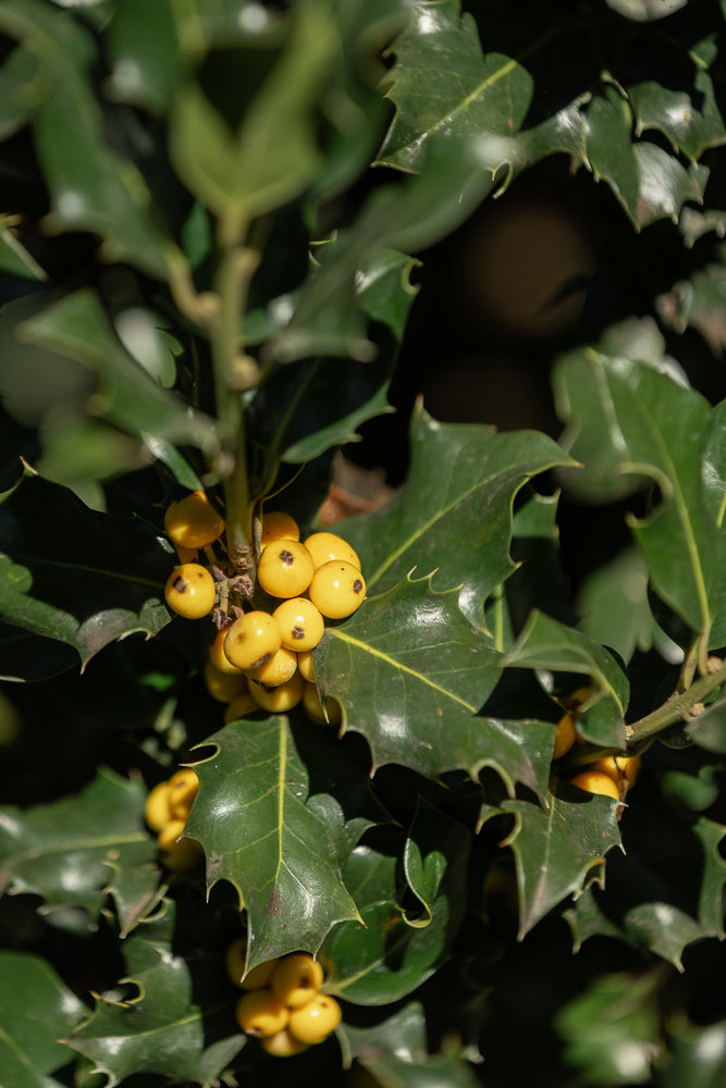 A close-up shot of a holly bush with bright yellow berries and dark green, spiky leaves. The berries are clustered together on a branch, and the sunlight highlights their smooth, round surfaces.