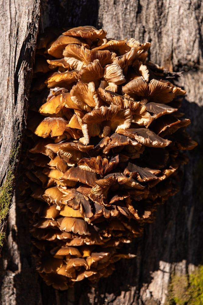 A cluster of brown and tan shelf mushrooms grows on the side of a rough-barked tree trunk. The mushrooms are layered and fan-shaped, with visible gills underneath their caps. Sunlight illuminates the edges of the mushrooms, creating a contrast with the shadowed bark.