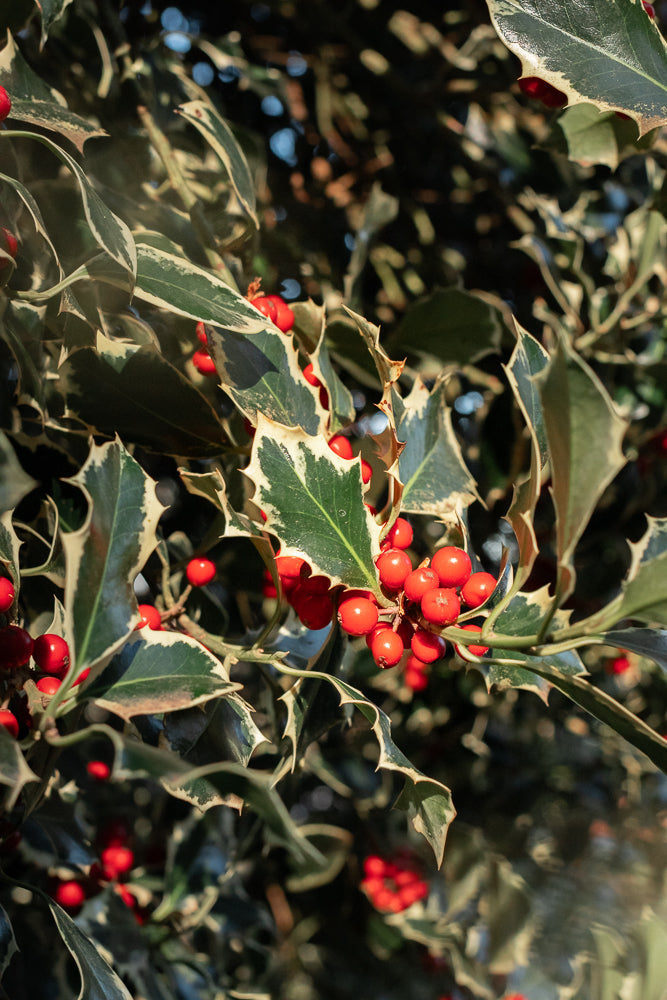 A close-up shot of a holly branch with variegated green and white leaves and bright red berries. The berries are clustered together, and the leaves have sharp, spiky edges.