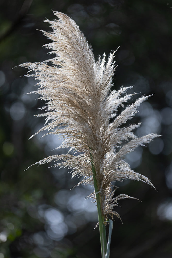 A close-up shot of a fluffy, light-brown pampas grass plume against a dark, blurred background. The feathery seed heads catch the sunlight, creating a soft, ethereal glow.