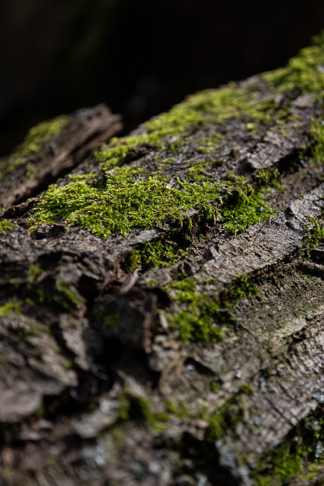 A close-up, shallow depth of field shot shows a rough tree trunk covered in vibrant green moss. The moss grows in patches along the textured bark, with the background blurred into darkness.