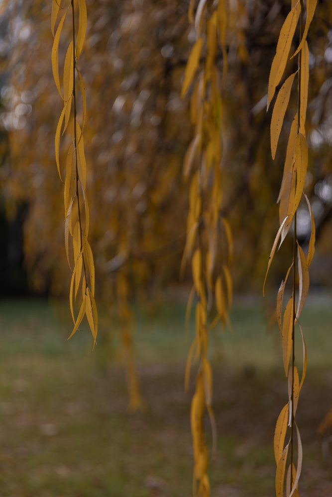 Close-up of weeping willow branches with golden yellow leaves in autumn. The leaves are long and slender, hanging down against a blurred background of more autumn foliage and green grass.