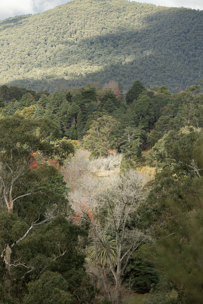 A sunlit mountain slope covered in dense green trees, with a patch of sunlight breaking through the clouds and illuminating the forest. The foreground features a variety of trees, including some bare, skeletal branches, and a palm tree.