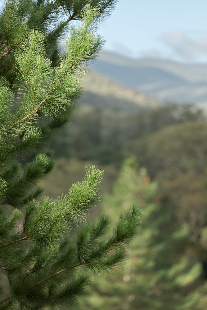 Close-up of lush green pine needles on a branch, with a soft-focus background of rolling hills and a pale blue sky.