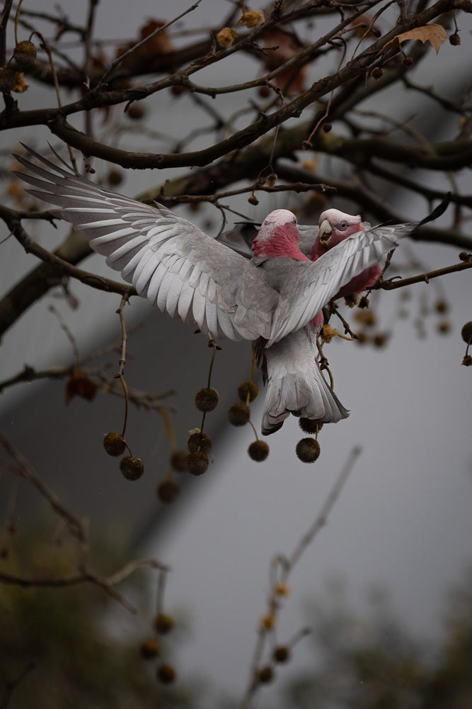 Two Galah parrots, one with its wings spread, perch on a tree branch with seed pods. The parrots have pink heads and chests, and grey wings.