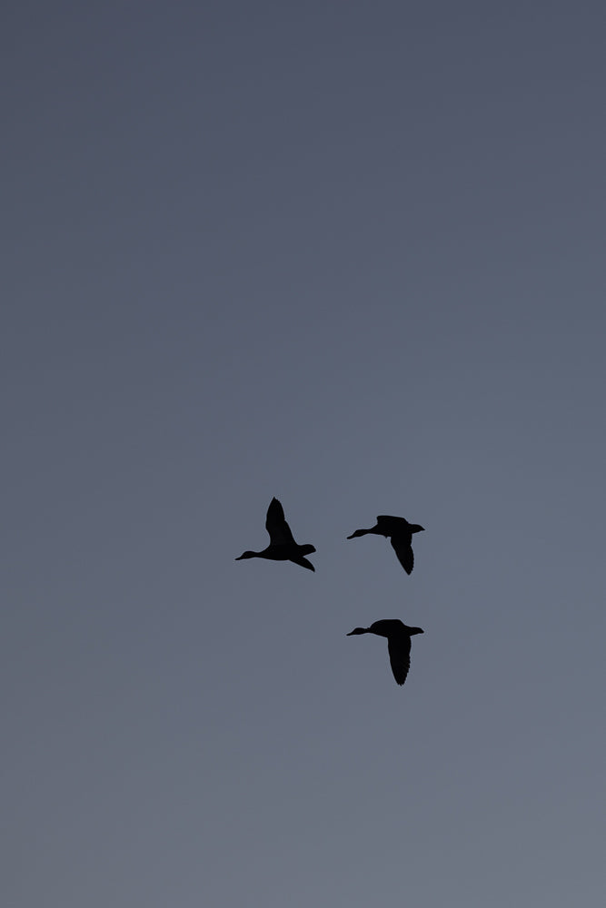 Three ducks fly in formation against a muted gray sky. The ducks are silhouetted, with their wings spread in mid-flight.
