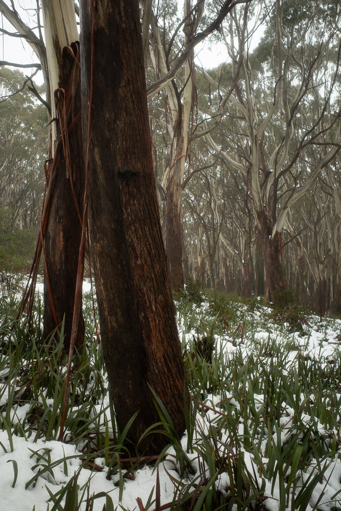 A forest scene with snow on the ground and green plants poking through. The trees have smooth, pale bark and twisted branches, with some darker, rough-barked trees in the foreground.