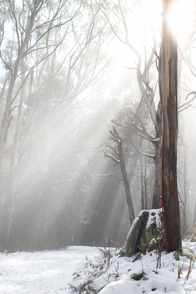 Sunbeams stream through a misty, snow-covered forest with tall eucalyptus trees. The ground is blanketed in white snow, with some patches of green foliage visible beneath the snow.
