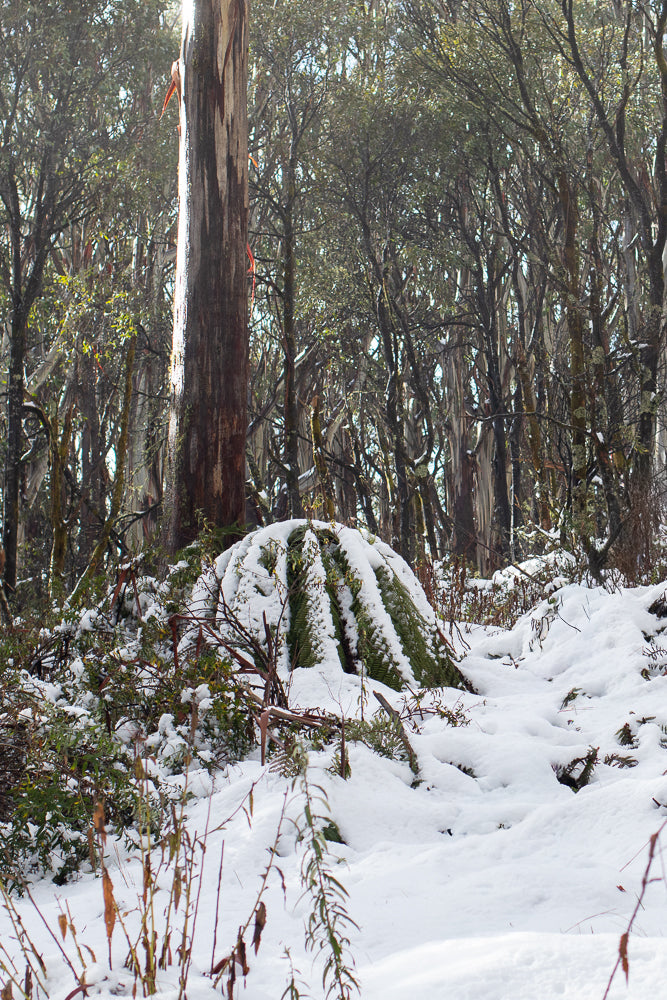 A snow-covered forest floor with a large, dome-shaped mound of ferns covered in snow in the center. A tall, rough-barked tree trunk stands to the left, with a dense forest of trees in the background.