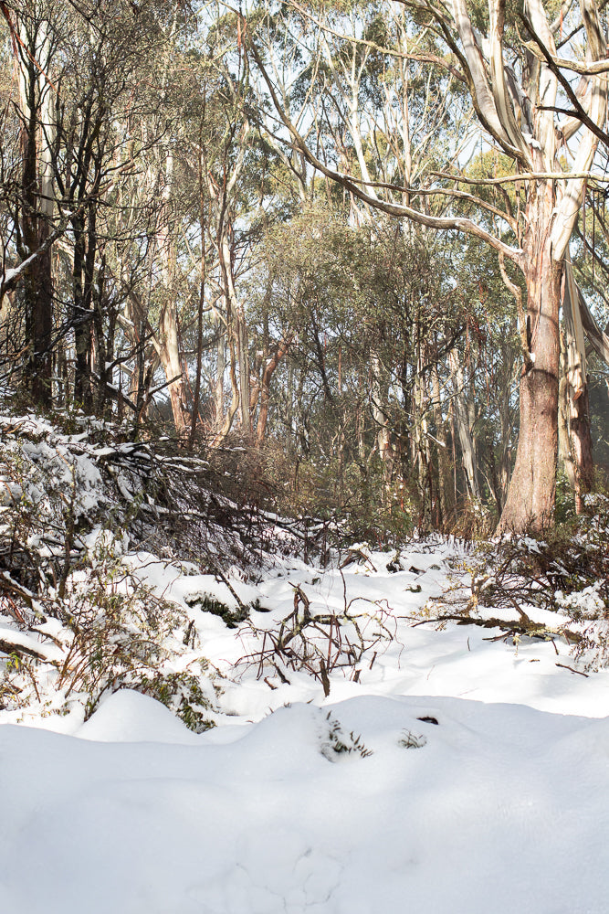 A forest floor covered in snow with eucalyptus trees in the background. The trees have smooth, peeling bark in shades of white, pink, and brown. Bare branches crisscross the scene, some dusted with snow.