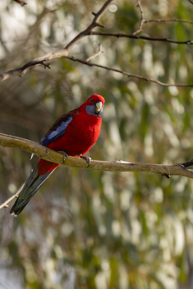 A crimson rosella parrot with bright red plumage, blue wings, and a pale beak is perched on a thin branch. The background is softly blurred with green and white foliage.