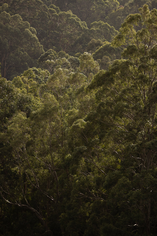 A dense forest canopy of eucalyptus trees is illuminated by dappled sunlight, creating a textured pattern of light and shadow across the lush green foliage.
