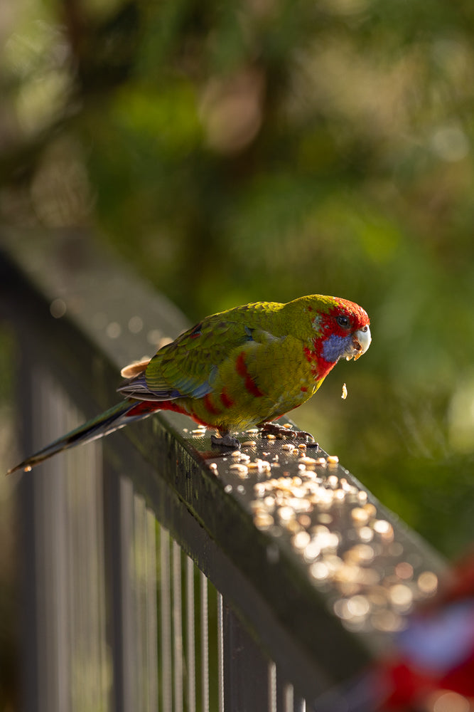 A colorful parrot with a red head, blue cheeks, and green body is perched on a dark railing, eating seeds. The background is blurred green foliage.