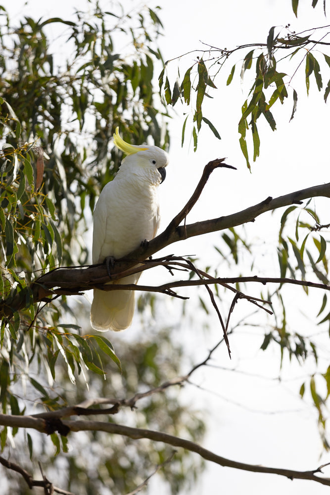 A white cockatoo with a yellow crest sits on a tree branch, surrounded by green eucalyptus leaves against a bright white sky.