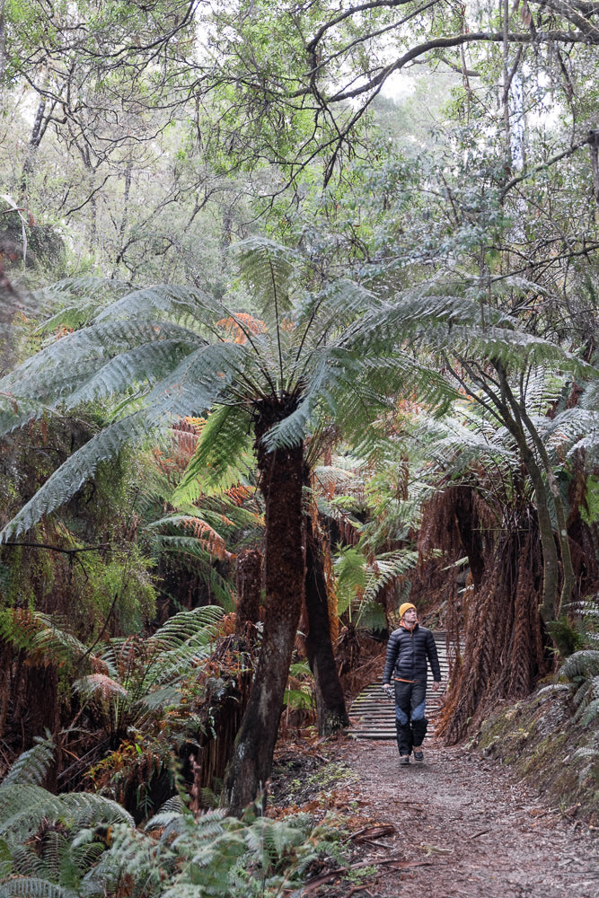 Hiker enjoying a peaceful walk on a path through a lush forest filled with giant ferns experiencing the tranquility of nature